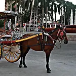 Birch Tower Manila Stay