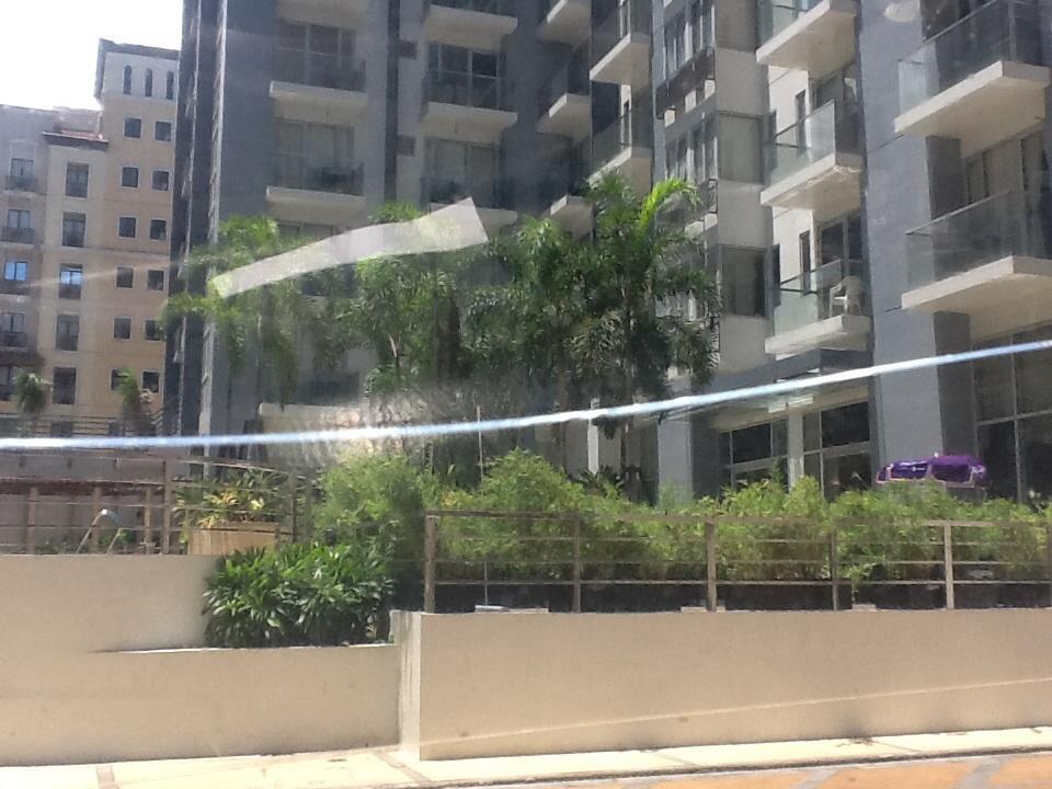 Palm Tree Genlex *