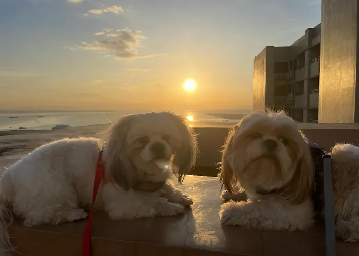 Cuddle & Doodlz\'S Pet Friendly Place At The Radiance Manila Bay