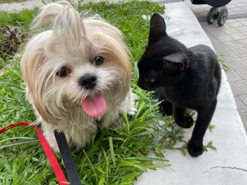 Cuddle & Doodlz's Pet Friendly Place At The Radiance Bay Apartment *