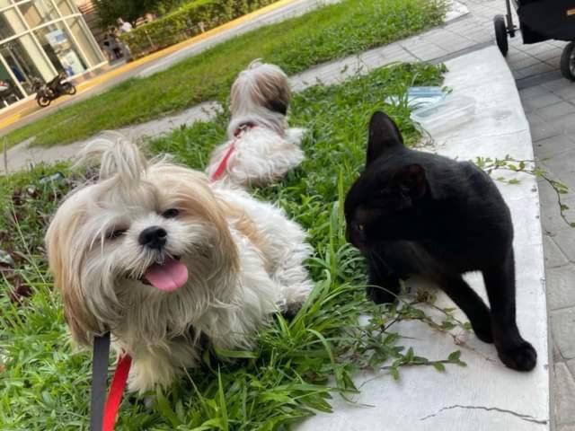 Apartment Cuddle & Doodlz's Pet Friendly Place At The Radiance Bay Manila