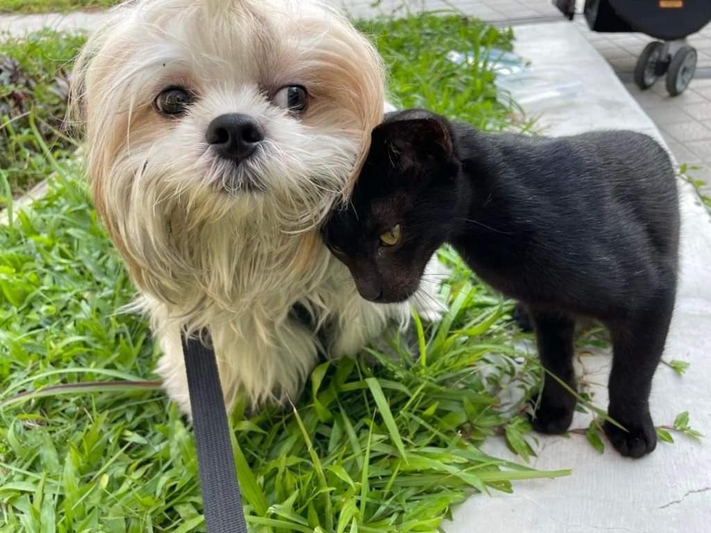 Cuddle & Doodlz's Pet Friendly Place At The Radiance Bay Apartment