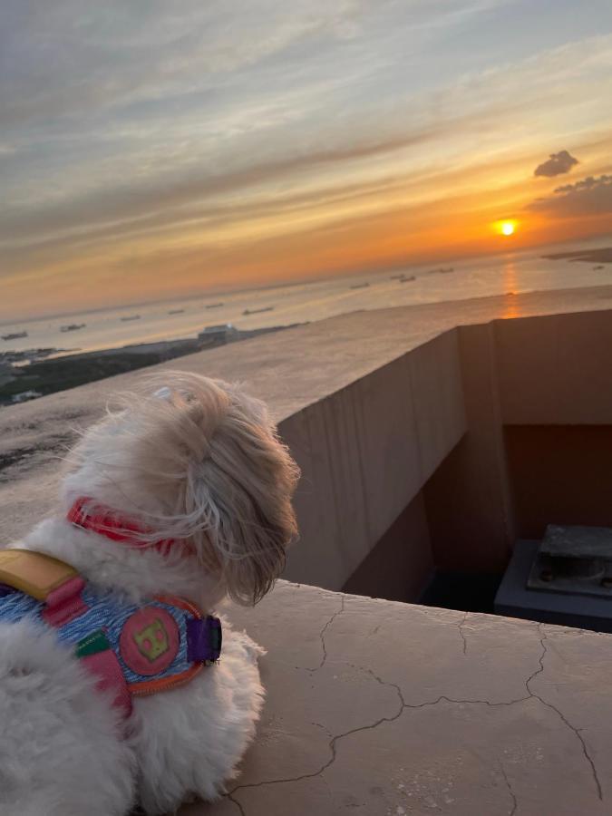 Cuddle & Doodlz's Pet Friendly Place At The Radiance Bay