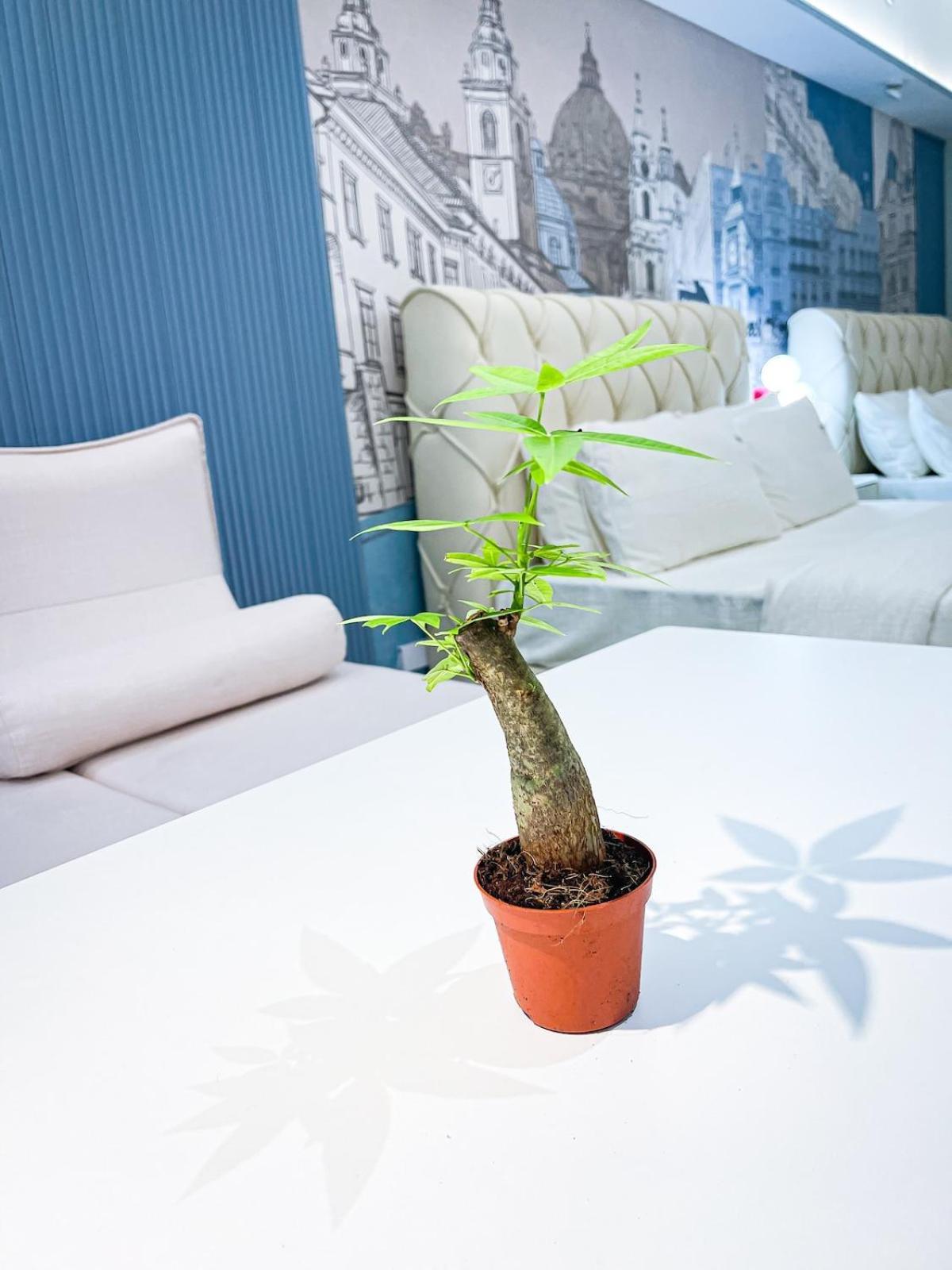 Apartment Luxury Penthouse Near Solaire, Of Dreams Manila