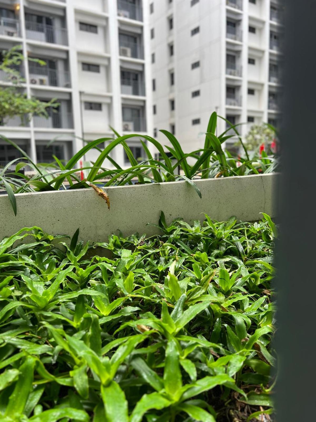 Adv Moa Pool View Shore 2 Residences Apartment