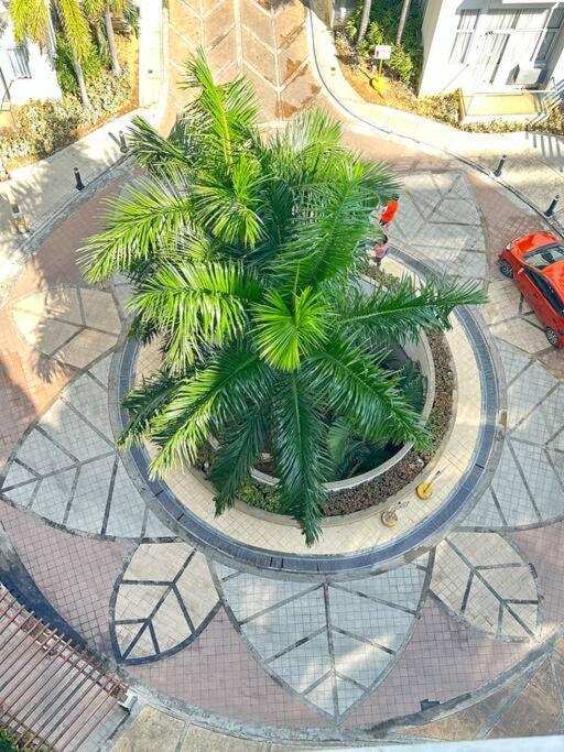 One Palm Tree Across Naia Terminal 3 Manila