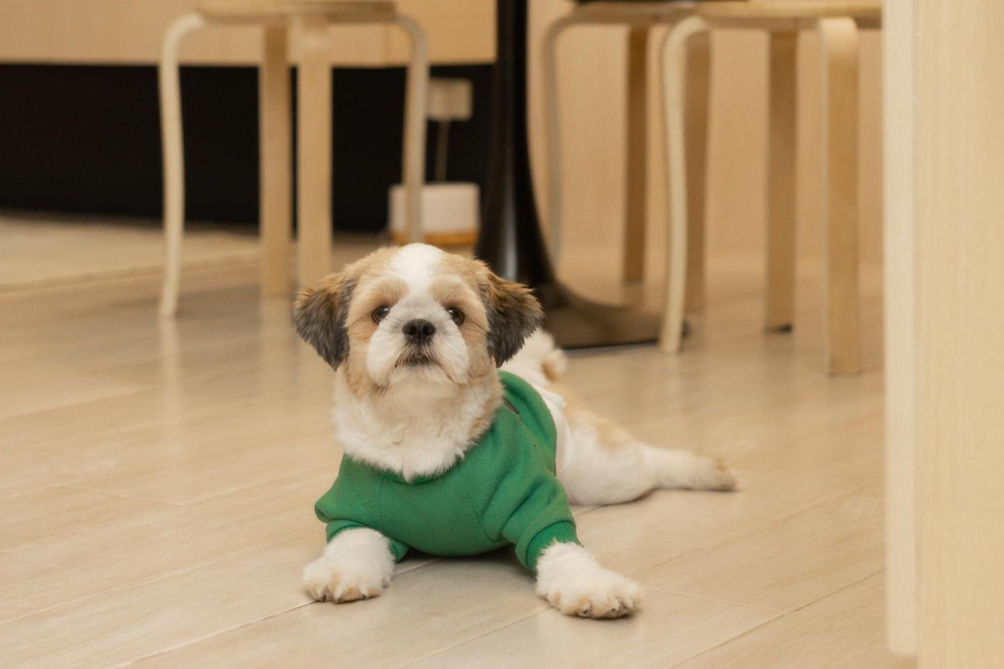 Cozy In Eastwood Legrand 3 Pet Friendly Fast Wifi Manila